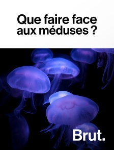 Brut - Que faire face aux méduses ?