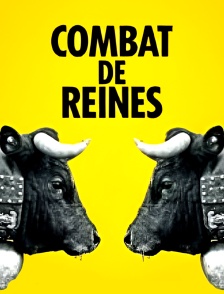 Combats des Reines