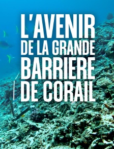 L'avenir de la grande barrière de corail