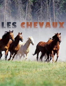 Les chevaux