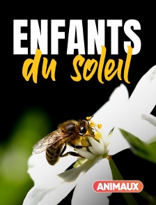 Enfants du soleil