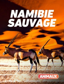 Animaux - Namibie sauvage