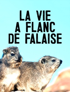 La vie à flanc de falaise