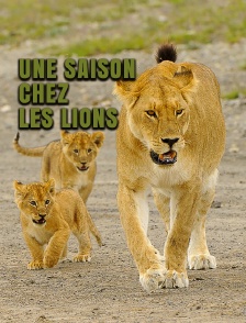 Une saison chez les lions