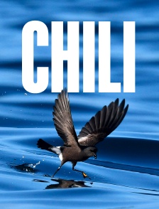 Chili, les messagers invisibles du désert d'Atacama