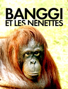 Banggi et les nénettes