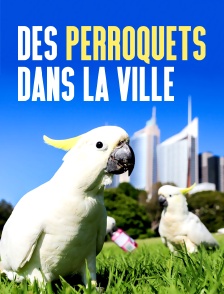 Des perroquets dans la ville