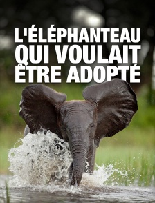 L'éléphanteau qui voulait être adopté