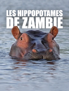 Les hippopotames de Zambie