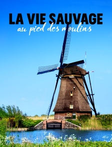 La vie sauvage au pied des moulins