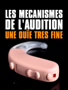 Les mécanismes de l'audition : Une ouïe très fine