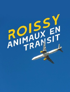 Roissy, animaux en transit