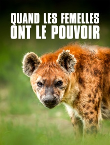 Quand les femelles ont le pouvoir : le matriarcat dans le monde animal