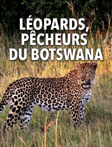 Léopards pêcheurs du Botswana