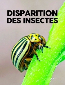 Disparition des insectes