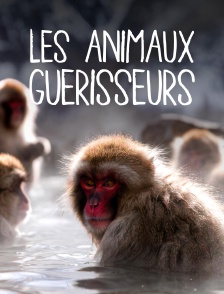 Les animaux guérisseurs