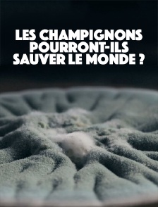 Les champignons pourront-ils sauver le monde ?