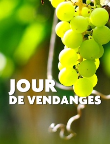 Jour de vendanges