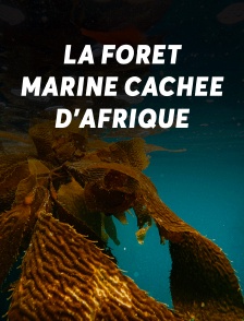 La forêt marine cachée d'Afrique