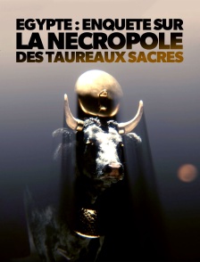 Egypte : Enquête sur la nécropole des taureaux sacrés