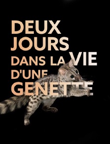 Deux jours dans la vie d'une genette