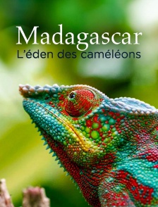 Madagascar ou le grand carnaval des caméléons