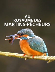 Au royaume des martins-pêcheurs