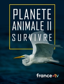 france.tv - Planète animale 2 : Survivre