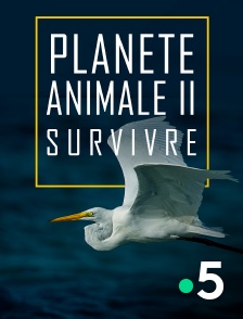 France 5 - Planète animale 2 : Survivre