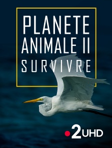 France 2 UHD - Planète animale 2 : Survivre