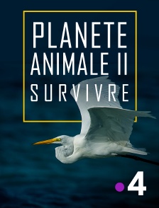 France 4 - Planète animale 2 : Survivre