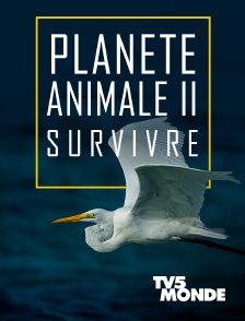 TV5MONDE - Planète animale 2 : Survivre