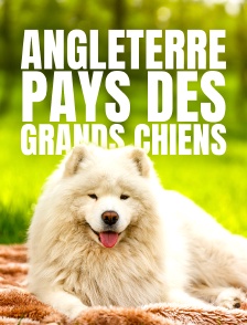 Angleterre, pays des grands chiens