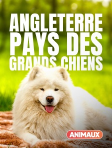 Angleterre, pays des grands chiens