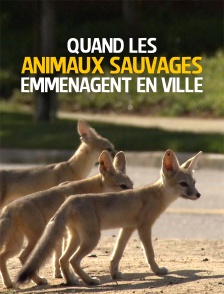Quand les animaux sauvages emménagent en ville