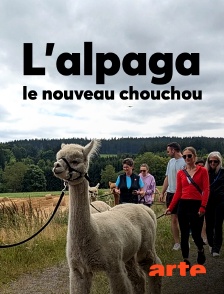 Arte - L'alpaga, le nouveau chouchou