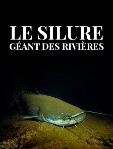 Le silure, géant des rivières