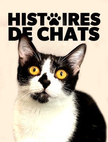 Histoires de chats