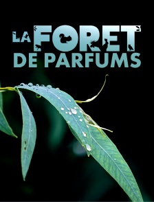 La forêt de parfums