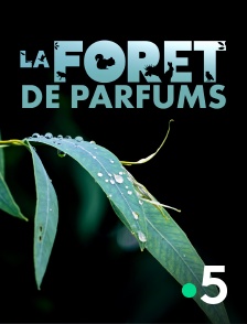 France 5 - La forêt de parfums