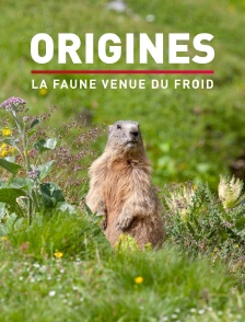 Origines , la faune venue du froid