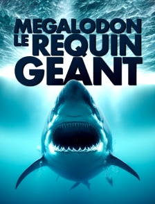 Mégalodon, le requin géant