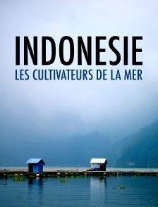 Indonésie, les cultivateurs de la mer