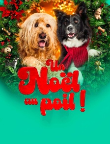Un Noël au poil !