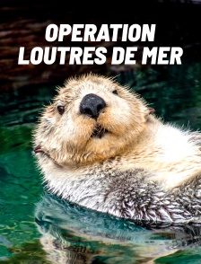 Opération loutres de mer : Cap sur la Californie