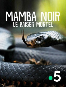 Black Mamba: Kiss Of Death