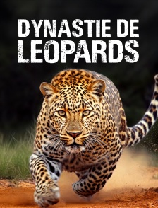 Dynastie de léopards : La guerre du trône