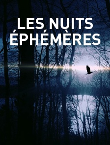 Les nuits éphémères