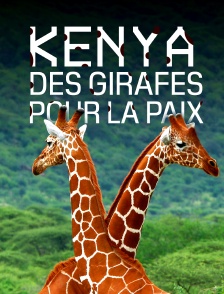 Kenya, des girafes pour la paix