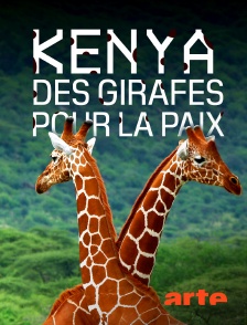 Arte - Kenya, des girafes pour la paix